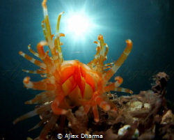 File clam known as limaria sp by Ajiex Dharma 